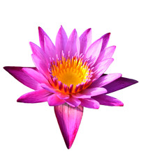 Lotus isolate on white background