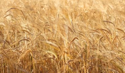 Wheat field.