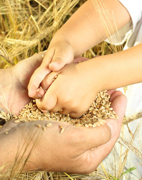 Farmer holding wheat grain.