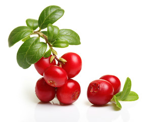 Forest berry cowberry