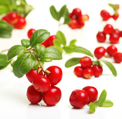 Forest berry cowberry