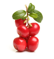 Forest berry cowberry