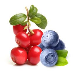 Forest berry cowberry