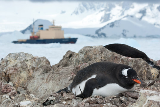 Gentoo penguin sitting in the nest and icebreaker in the backgro
