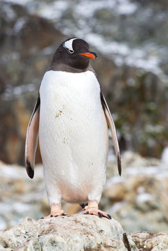 Gentoo penguin which stands on a rock near the colony