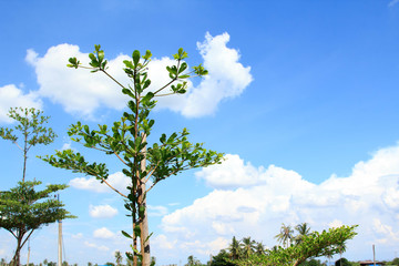 The green trees and the sky.