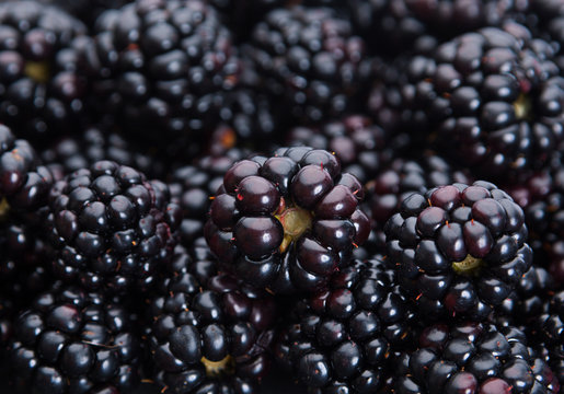 blackberry closeup background