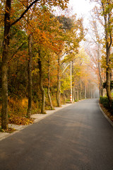 Autumn, the trees surrounded by road