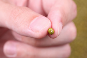 Mung bean in the fingers