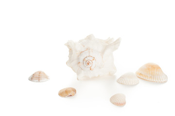 Obraz premium white seashell and clams