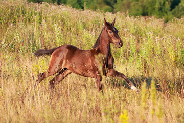 Fototapeta premium Akhal-Teke horse
