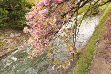 Sakura and the rapids.