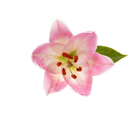 Naklejka na ściany i meble Pink lily. Isolated on white background