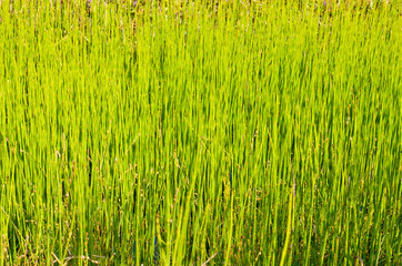 green grass in the swamp