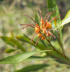 Australian native flower Grevillea orange marmalade
