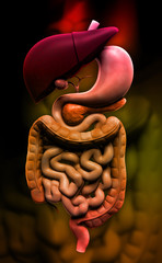 Fototapeta premium human digestive system