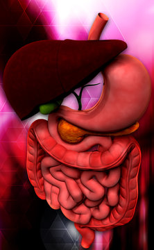 human digestive system