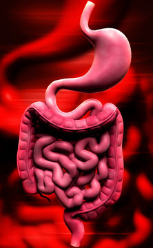 human digestive system