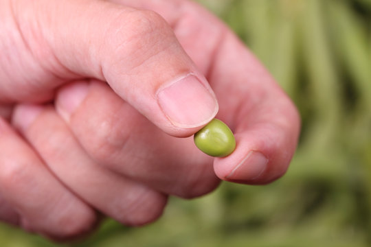 Green pea in the fingers