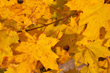 Naklejka na ściany i meble Autumn yellow leaves on tree