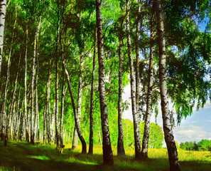 forest birch