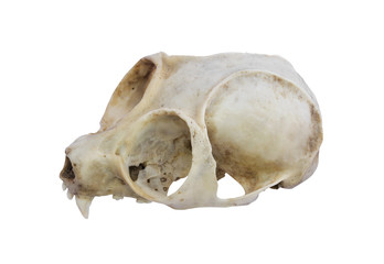 Loris Skull