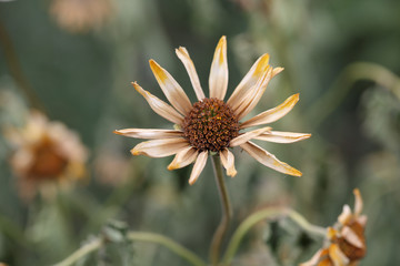 Dried daisy