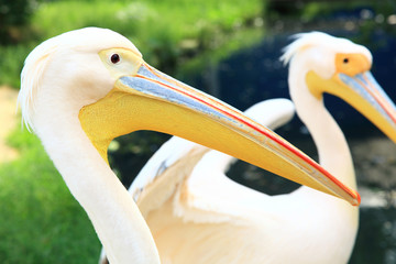 Pelican head on the background of the pond.