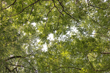 Leaf Canopy