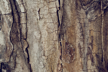 Old wallnut tree trunk texture