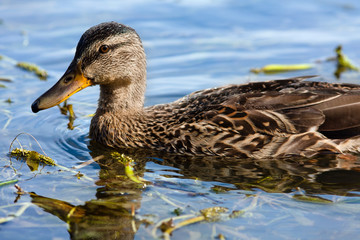 wild duck on the water