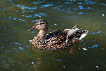 wild duck