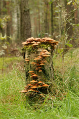 Tree trunk covered with mushrooms