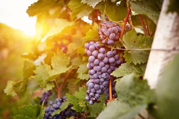 Crédence de cuisine en verre imprimé Vignoble Vineyards at sunset in autumn harvest