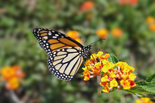 A sharp photo of a Monarch Buttefly.