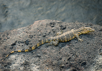 Close-up of water monitor or Varanus salvato crawl beside natura