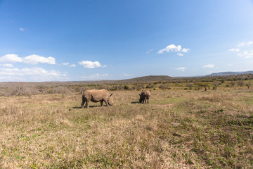 Obraz premium Wildlife Rhinos Habitat Plateau Reserve Terrain