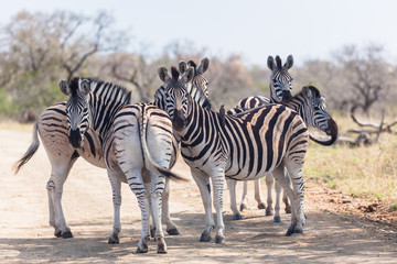 Fototapeta na wymiar Wildlife Zebra's Under Tree