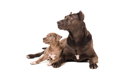 Obraz premium Dog and puppy pitbulls