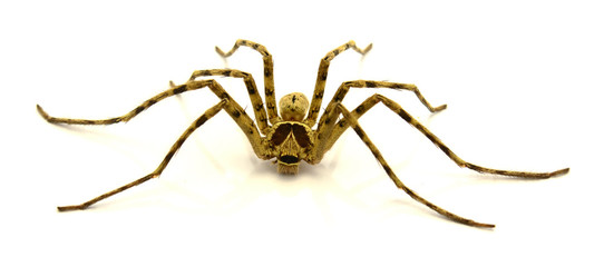 spider isolated on white background