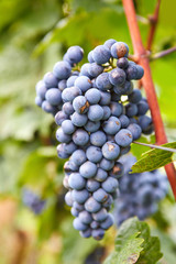 Branch of red wine grapes