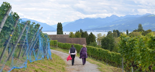viticulture...zurich