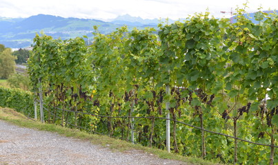 Fototapeta na wymiar viticulture...zurich