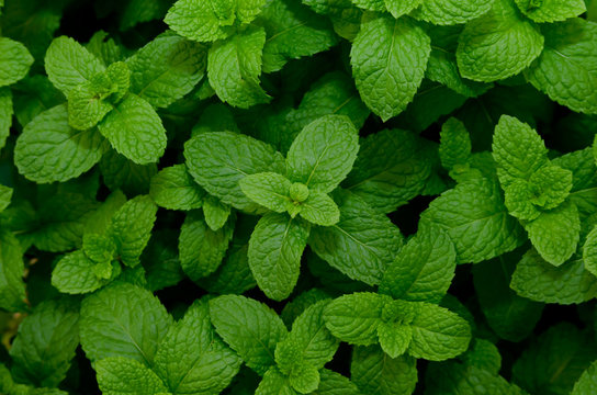 Kitchen Mint,Marsh Mint herbs and vegetable