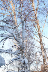 Winter birches