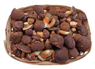 Maronenröhrlinge - Boletus badius