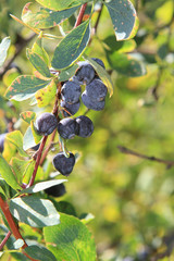 Barberry berries on a branch