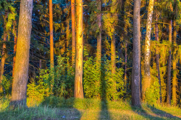 Fototapeta premium Landscape