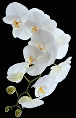 Naklejka na ściany i meble White orchids flowers