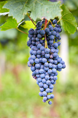 Branch of red wine grapes